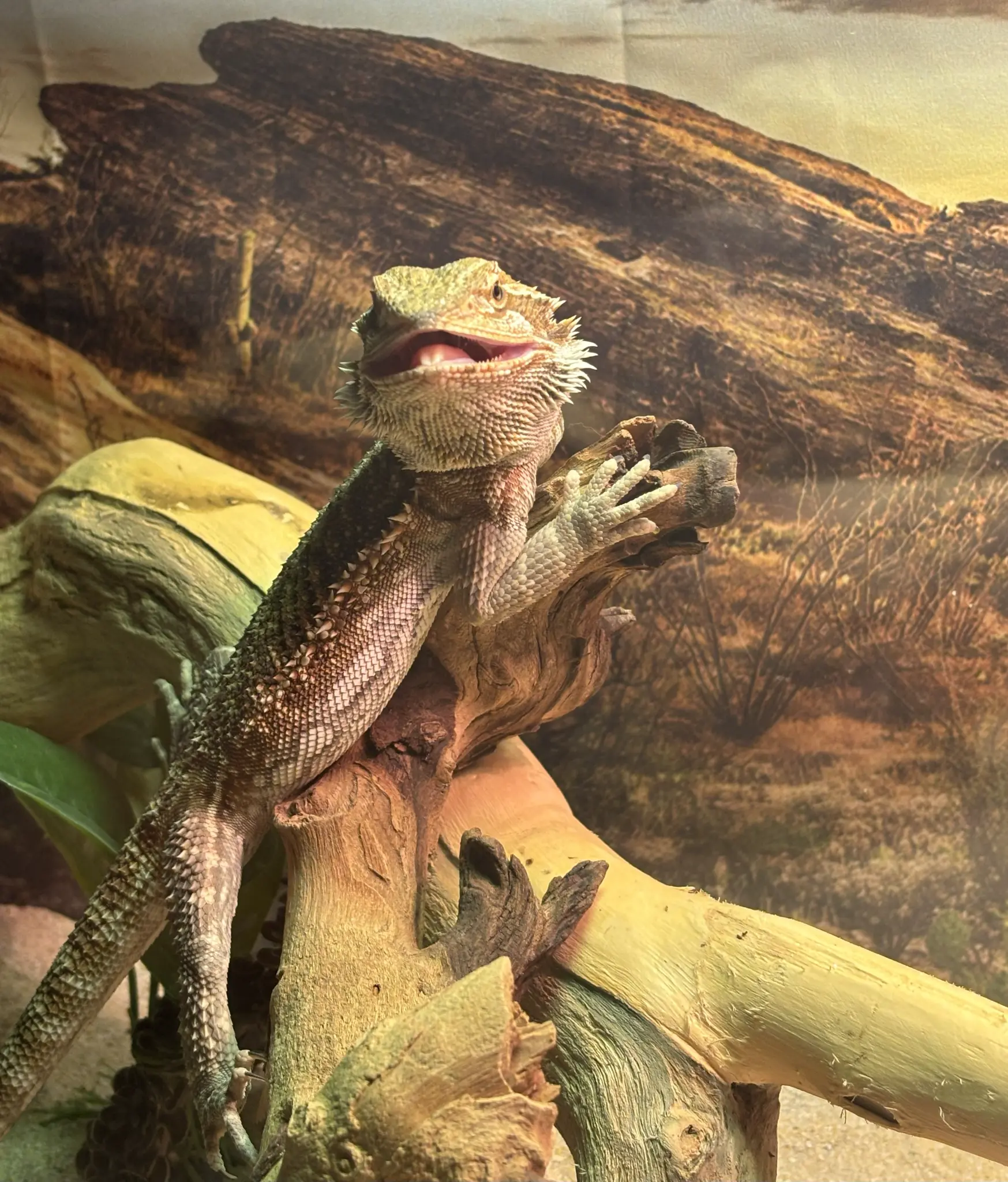 Falla posing upright in her enclosure
