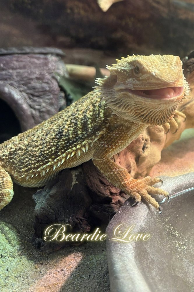 Falla relaxing in her enclosure